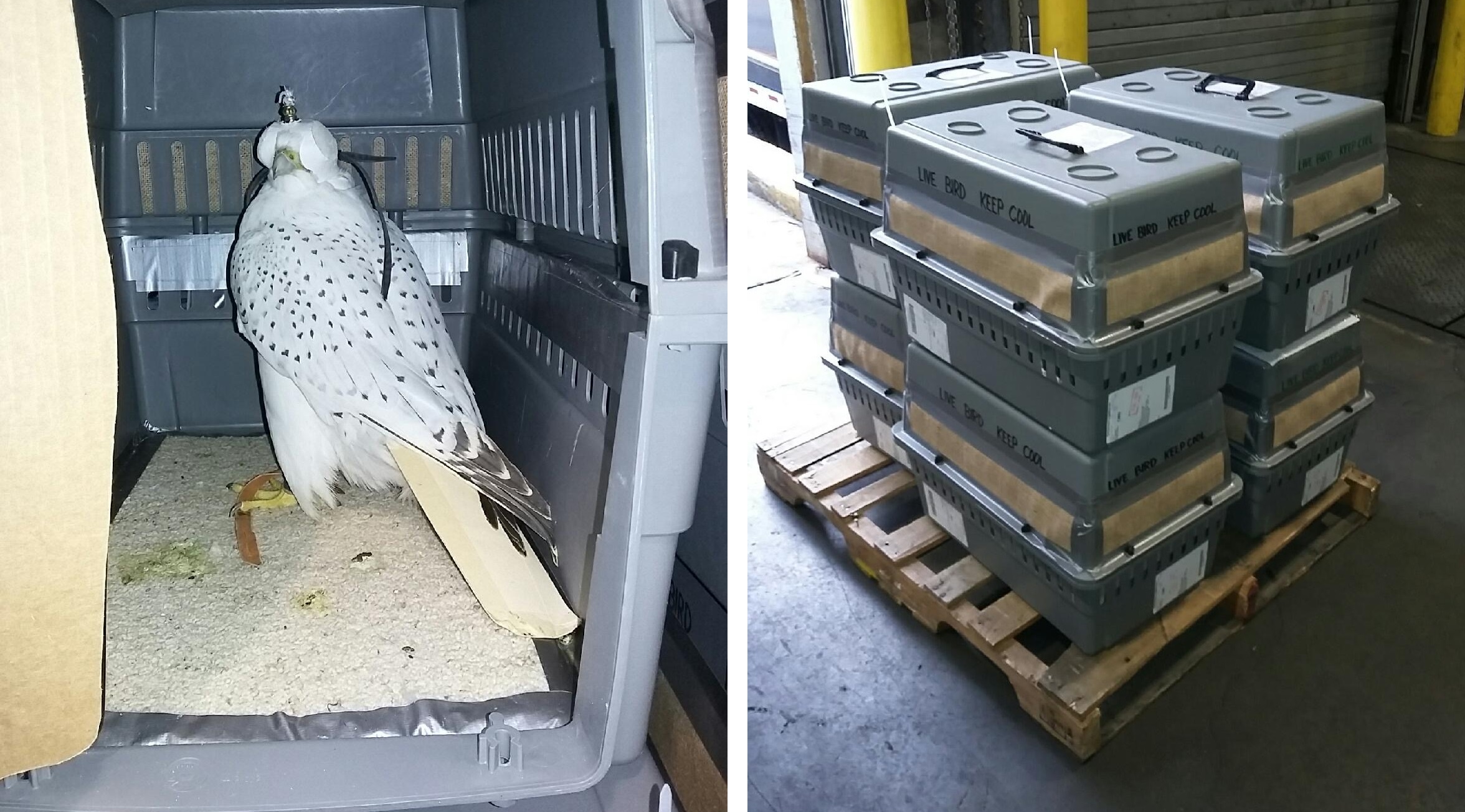 logistics companies and suppliers